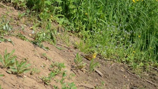 Весенний этюд. Виктор Купревич. смотреть онлайн