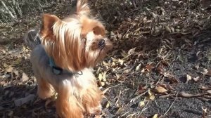 Йоркширский терьер. Знакомство. (Йорик Вулкашка)