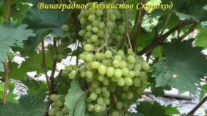 Виноград 2023. Бесподобный - товарный мускатный кишмиш