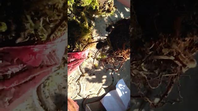 Посылка с хвойными из Рязани. смотреть онлайн