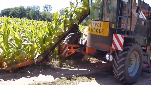 Как выращивают табак смотреть онлайн