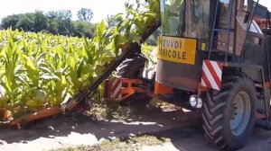 Как выращивают табак