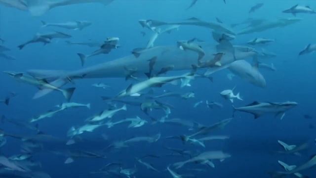 Кто такая рыба прилипала? Who is this fish stuck? смотреть онлайн