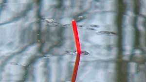 Ловля плотвы  Как ловить плотву весной.