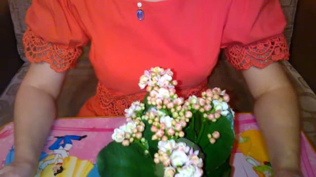 Каланхоэ у меня дома смотреть онлайн