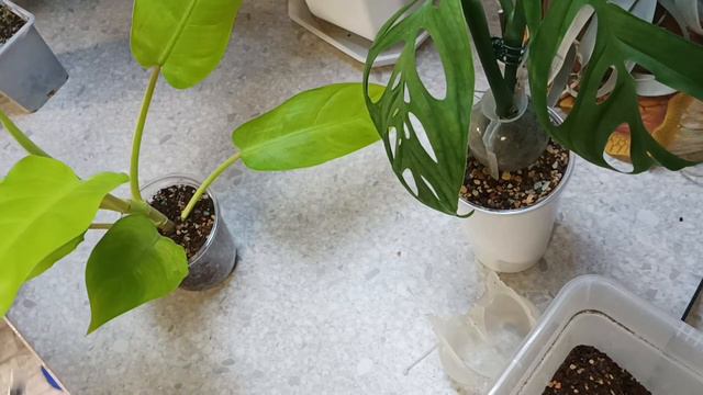 Шарики- укоренярики, или шары для укоренения растений. Плюсы и минусы.