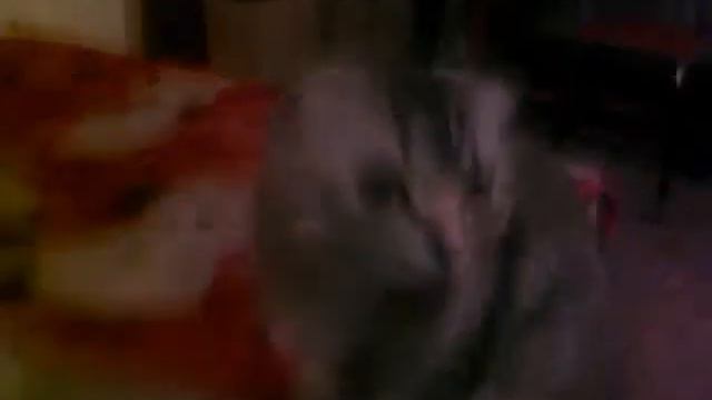 Кайф для котов смотреть онлайн