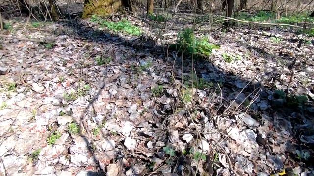 Відкриття грибного сезону 2023. Перші весняні гриби. Сморчкова шапочка. Гриби. смотреть онлайн