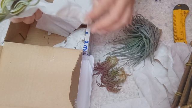 Распаковка. 2 посылки с атмосферными тилландсиями. смотреть онлайн