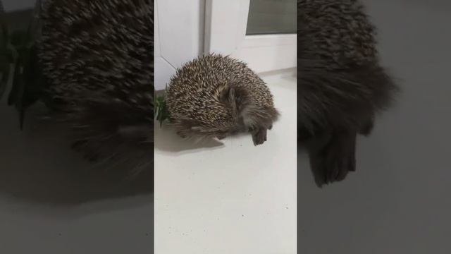 Обрезка растений от ёжика) смотреть онлайн