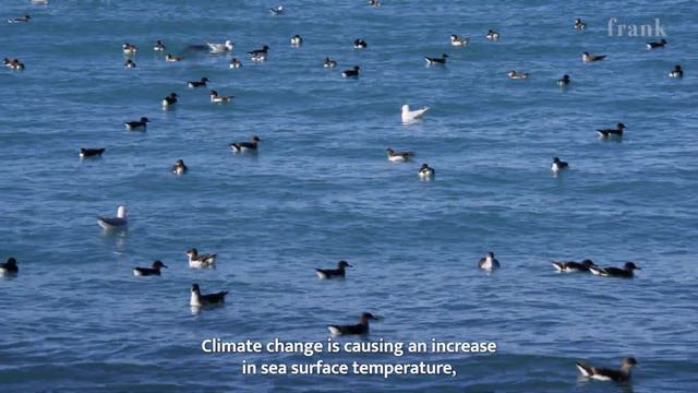 New Zealand: seabird capital of the world. смотреть онлайн