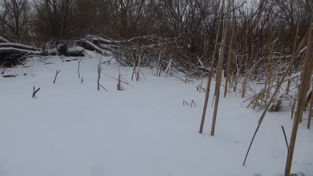 Зимняя рыбалка 05.02.2023 на пруду в Солнцево Губкинского р-на Белгородской области. Ловим карася. смотреть онлайн