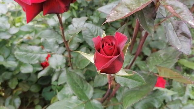 роза чайно-гибридная Норита смотреть онлайн