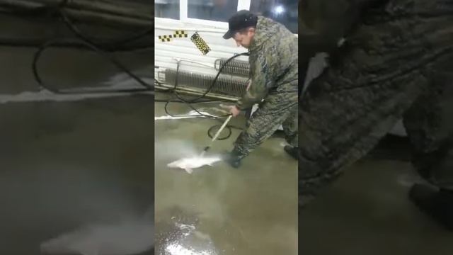 Новый способ чистки рыбы!) Русская рыбалка смотреть онлайн