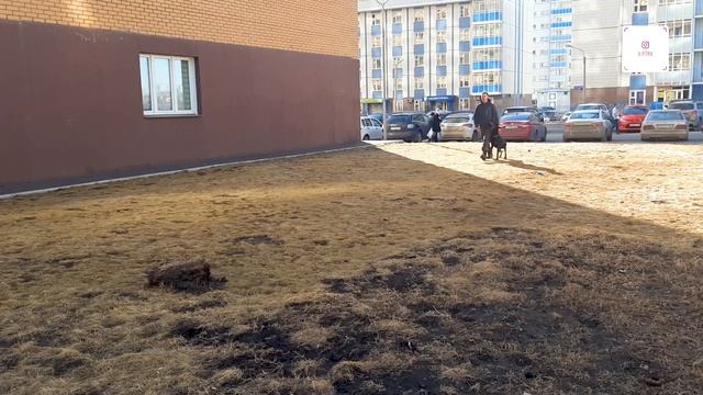 Доберман Рой Сноу команда рядом смотреть онлайн