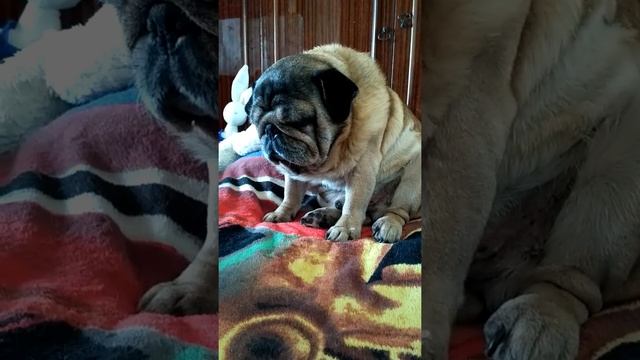 Мопс засыпает сидя смотреть онлайн