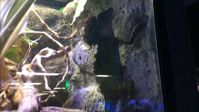 Exotic Pet shop Tour LosAngeles Shared by store owner смотреть онлайн
