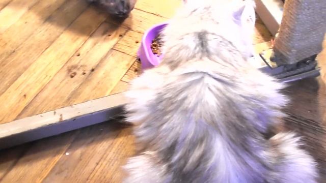 Котятам один месяц смотреть онлайн