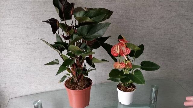 Распаковка посылки с антуриумами Livium Orange и Black Beauty смотреть онлайн