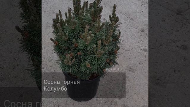 Сосна горная Колумбо смотреть онлайн