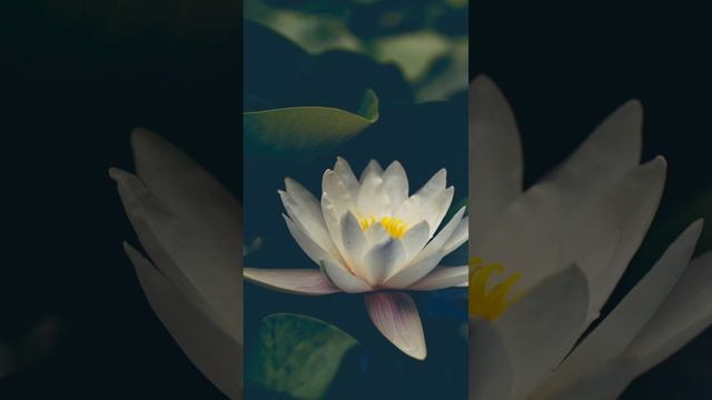 Брате,знову нагадай про святу Любов смотреть онлайн