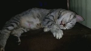 Шевеление котят в животике у беременной кошки. Скоттиш-страйт, пару дней до родов.