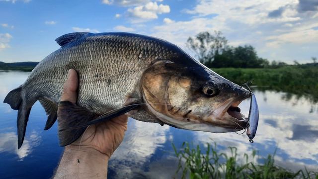 Распаковка новинок от TsuYoki