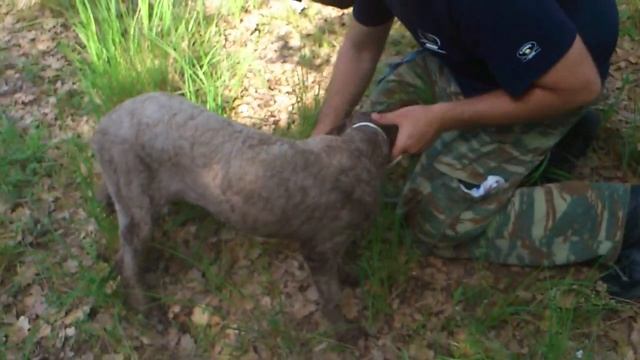 Wild summer truffle hunting смотреть онлайн