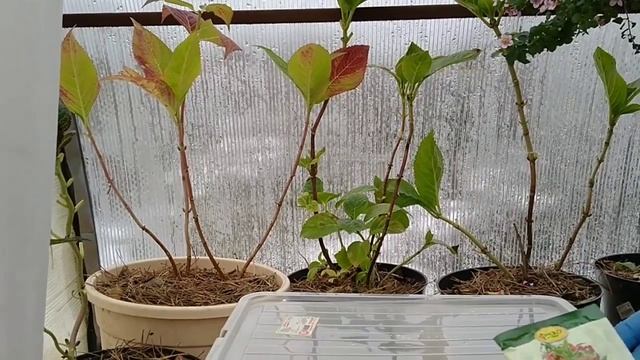 КАК СОХРАНИТЬ КРУПНОЛИСТНУЮ ГОРТЕНЗИЮ В ДОМАШНИХ УСЛОВИЯХ ? ОТКРЫВАЮ СЕКРЕТЫ , смотреть онлайн