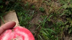 Яблоня красномякотная Сирена