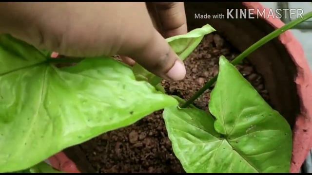 5 Syngonium Varieties смотреть онлайн