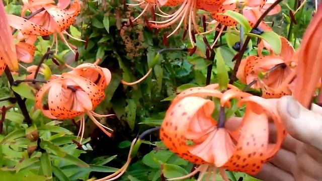 На даче. Цветут поздние лилии смотреть онлайн