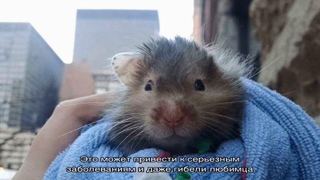 Что делать, если хомяк чихает и пищит? смотреть онлайн