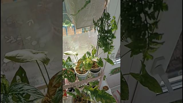 Обзор растений в зале 💚🌱🥰 смотреть онлайн