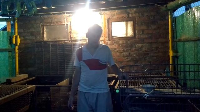 Размер клеток для нутрий. Нутрии. Сколько нужно места нутрии (нутриям). #нутрии #клетка #нутрия смотреть онлайн