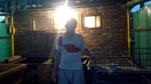 Размер клеток для нутрий. Нутрии. Сколько нужно места нутрии (нутриям). #нутрии  #клетка  #нутрия