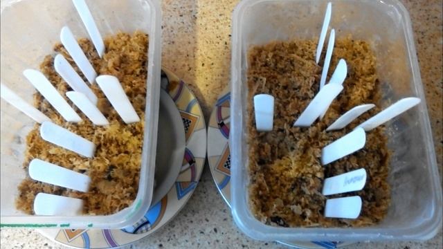 ПОСЕВ ОГУРЦОВ НА РАССАДУ В ОПИЛКИ. Подробно смотреть онлайн