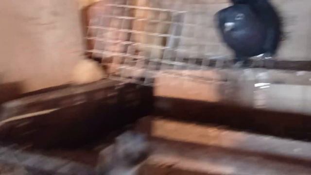 10.03 голубка снесла первое яйцо ожидание... второго? смотреть онлайн