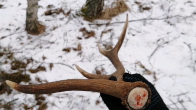 Словил удачу, поиск рогов 2023, zrzuty 2023, deer antlers 2023 смотреть онлайн