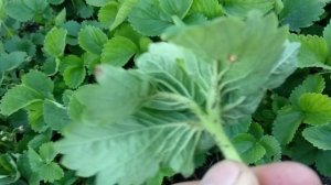 Клубника нематода !!!!