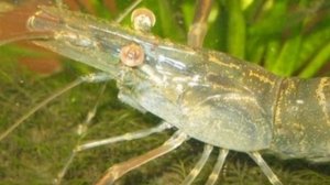 КРЕВЕТКА МАКРОБРАХИУМ. СОДЕРЖАНИЕ И РАЗВЕДЕНИЕ В АКВАРИУМЕ