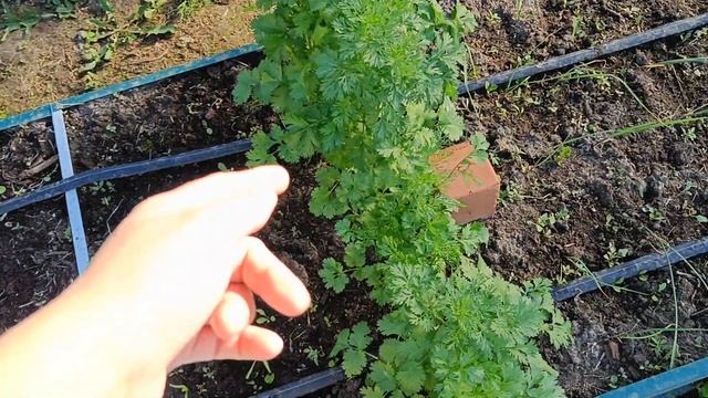 Обзор огорода, Тюменская область.12.07.2022 смотреть онлайн