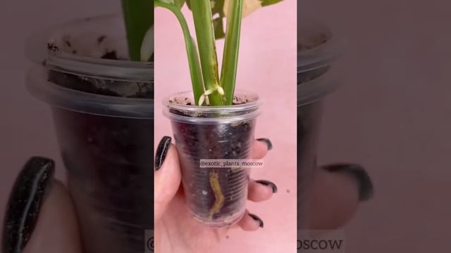 Монстера Адансона белая смотреть онлайн