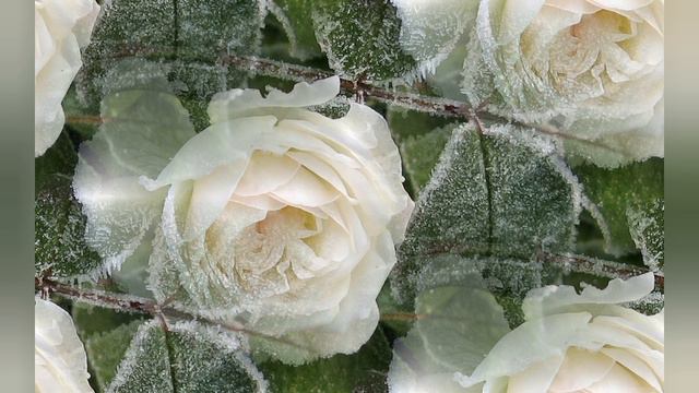 White roses "Белые розы" Cover смотреть онлайн