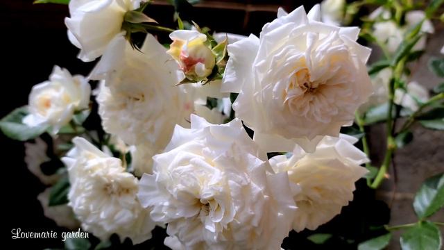 Honeymoon Arborose Climbing Rose