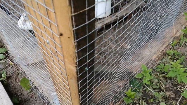 Летний выгул для уток и кур своими руками. смотреть онлайн