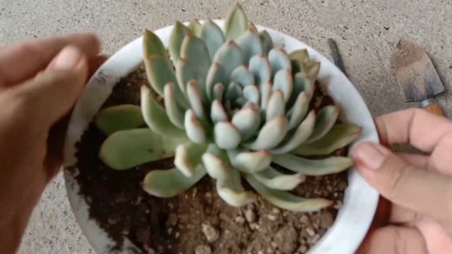 ECHEVERIA APUS