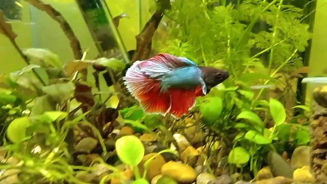 Рыбка Двухвостый Петушок (Double tail Betta) смотреть онлайн