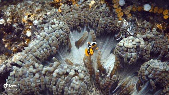 False anemone fish playing in the anemone - Best Dives Maldives смотреть онлайн