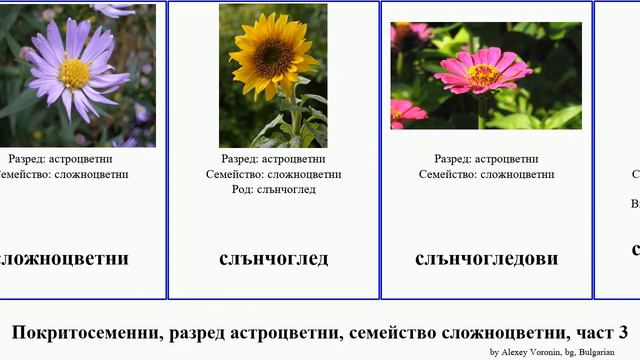 Покритосеменни, разред астроцветни, семейство сложноцветни, част 3 пелин метличина равнец репей смотреть онлайн